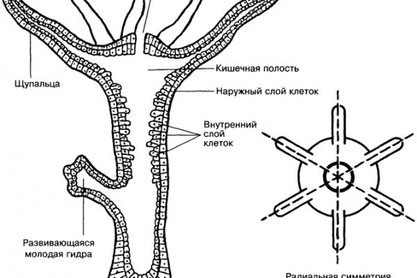 Ссылка на кракен на сегодня